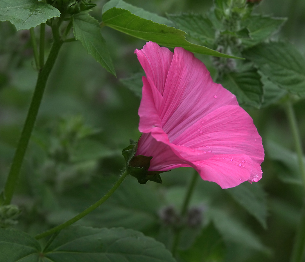 Image of Malva trimestris specimen.