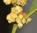 Laurus novocanariensis
