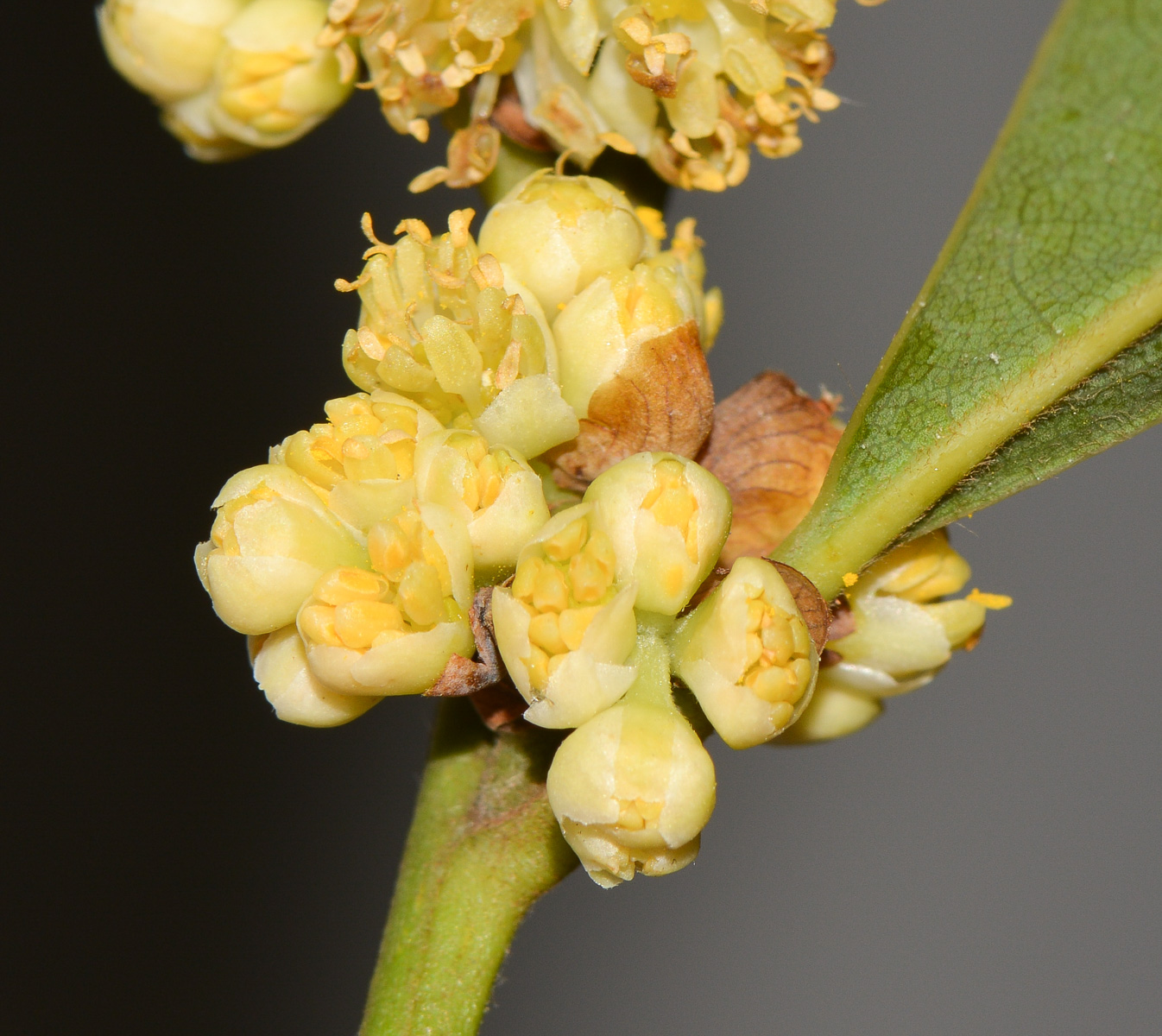 Image of Laurus novocanariensis specimen.