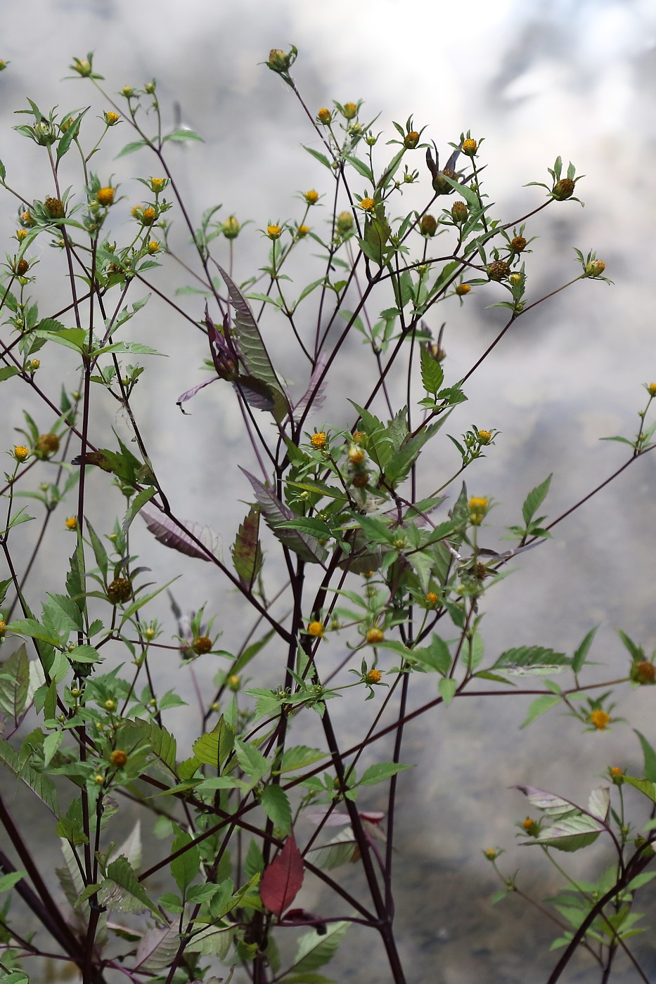 Image of Bidens frondosa specimen.