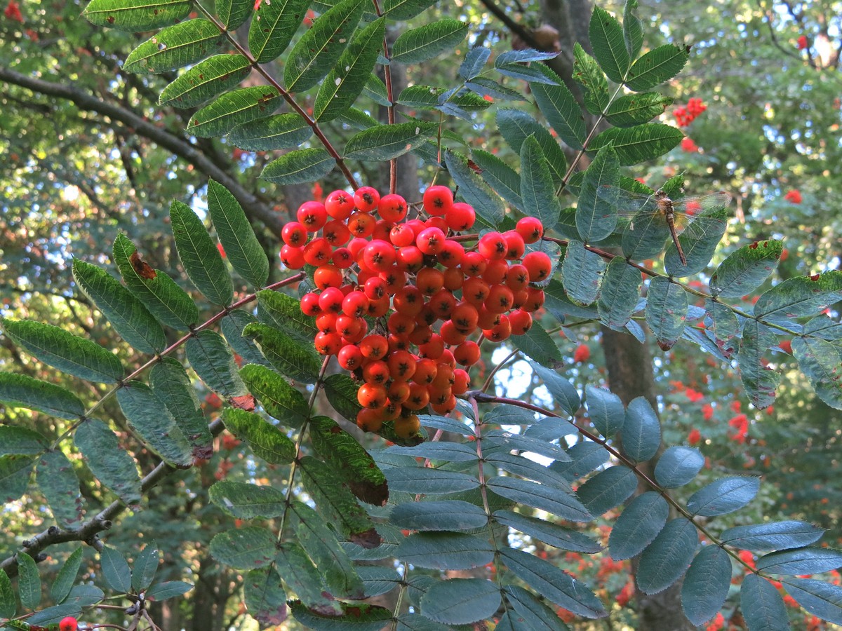 Image of Sorbus decora specimen.