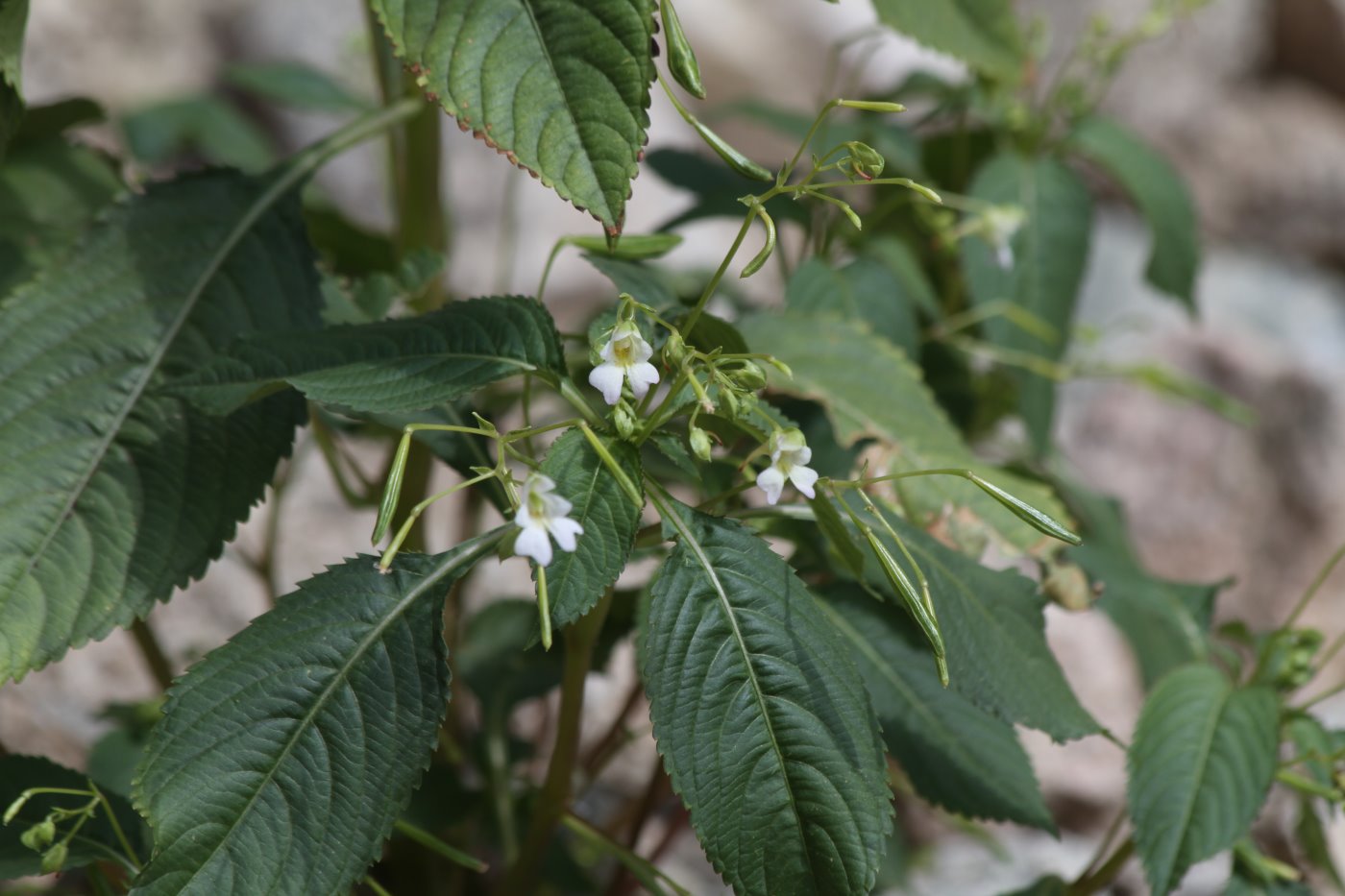 Image of Impatiens parviflora specimen.