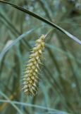 Carex vesicaria