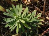 Euphorbia stepposa. Молодой побег. Украина, Днепропетровская обл., Синельниковский р-н, возле дороги. 21.09.2017.