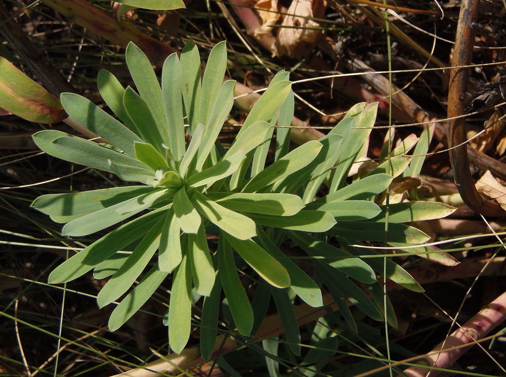 Image of Euphorbia stepposa specimen.