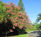 Lagerstroemia indica