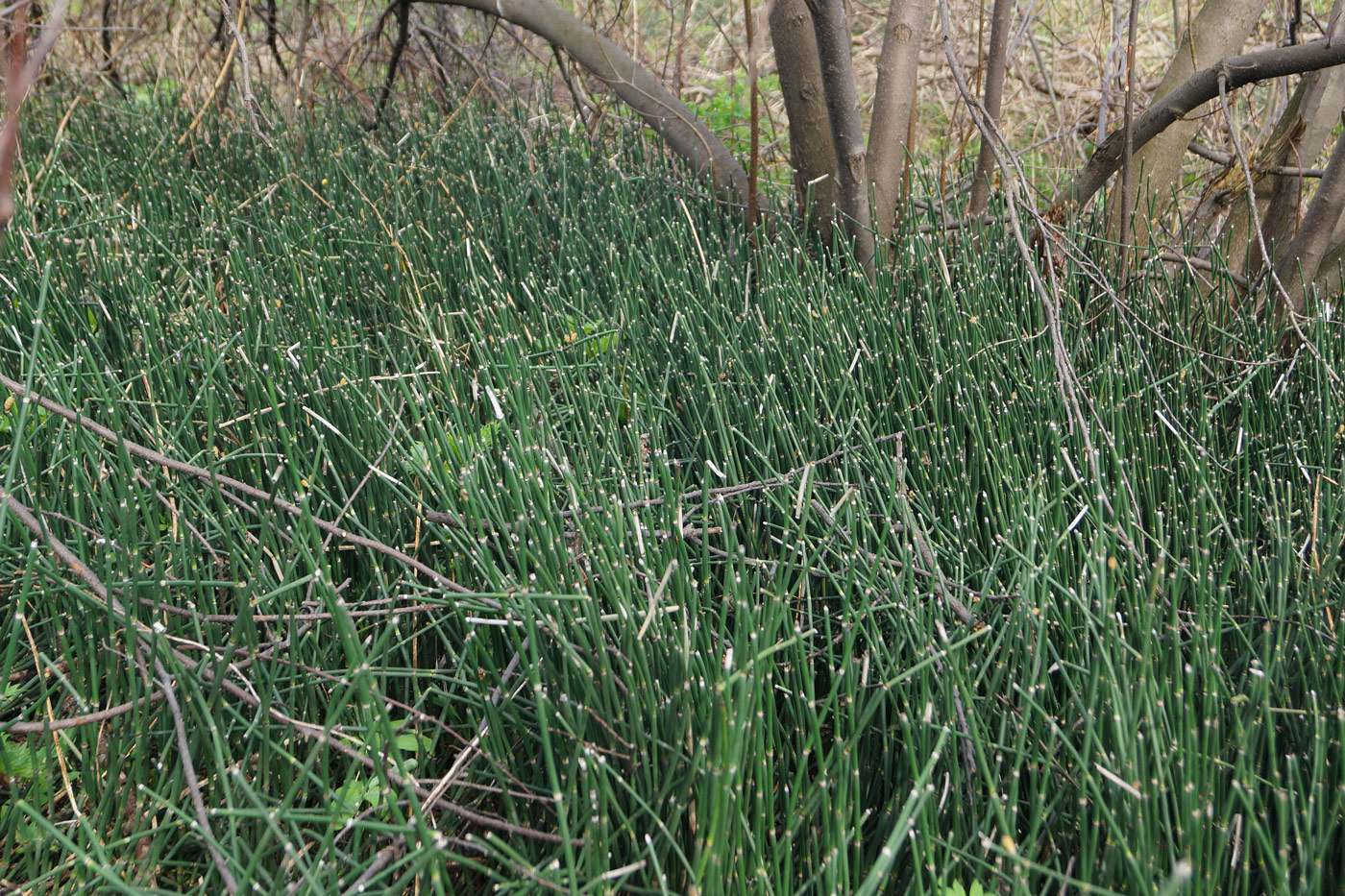 Image of Equisetum hyemale specimen.