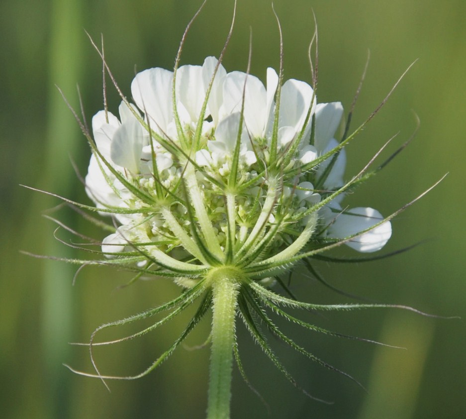 Изображение особи Tordylium officinale.