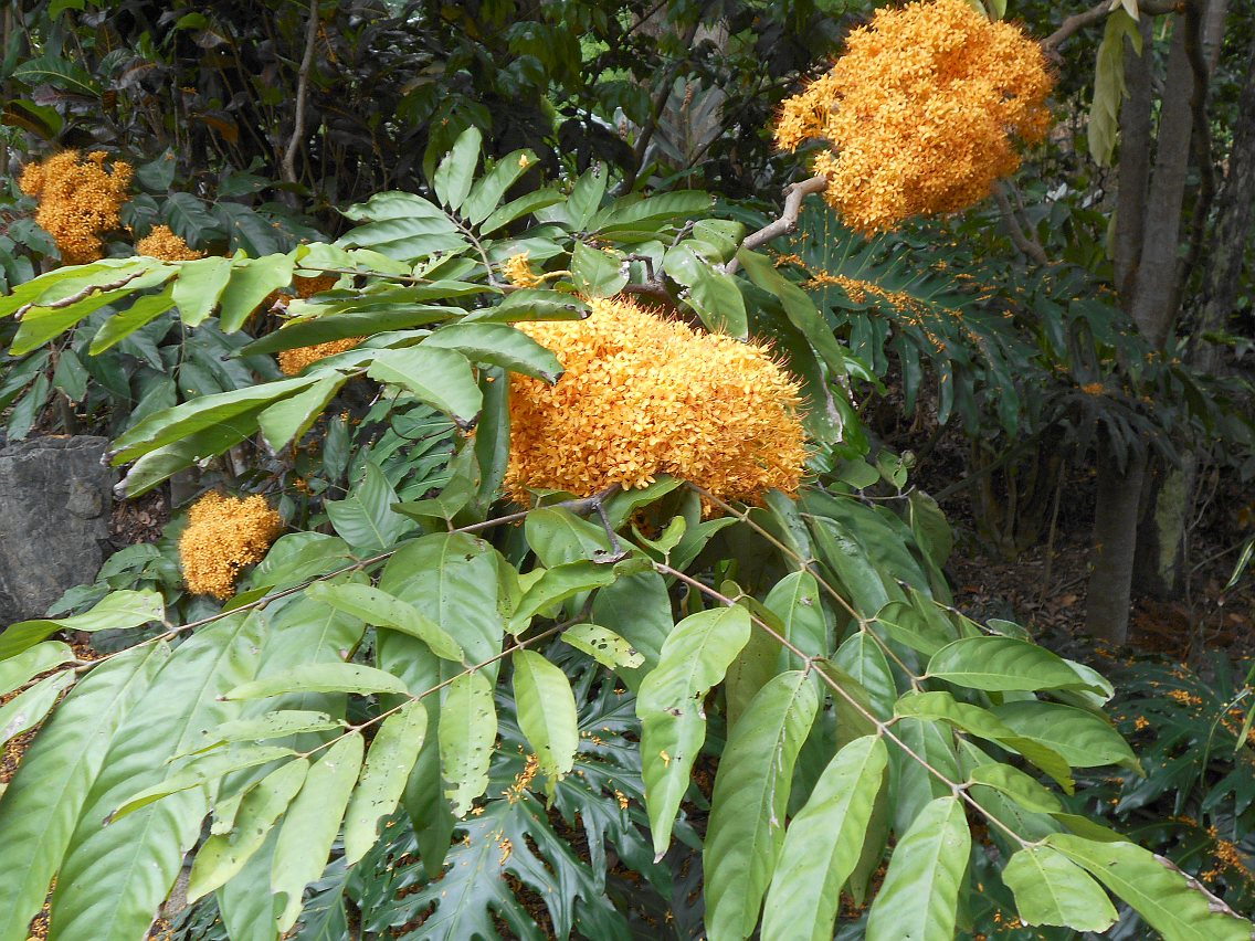Image of Saraca thaipingensis specimen.