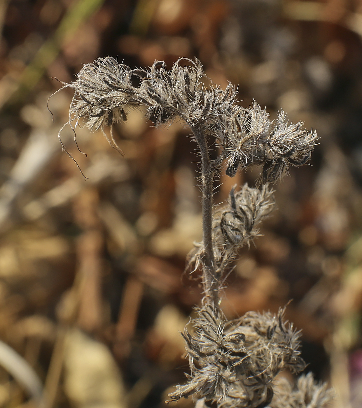 Image of familia Boraginaceae specimen.