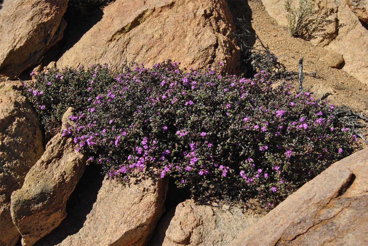 Image of Ruschia subsphaerica specimen.