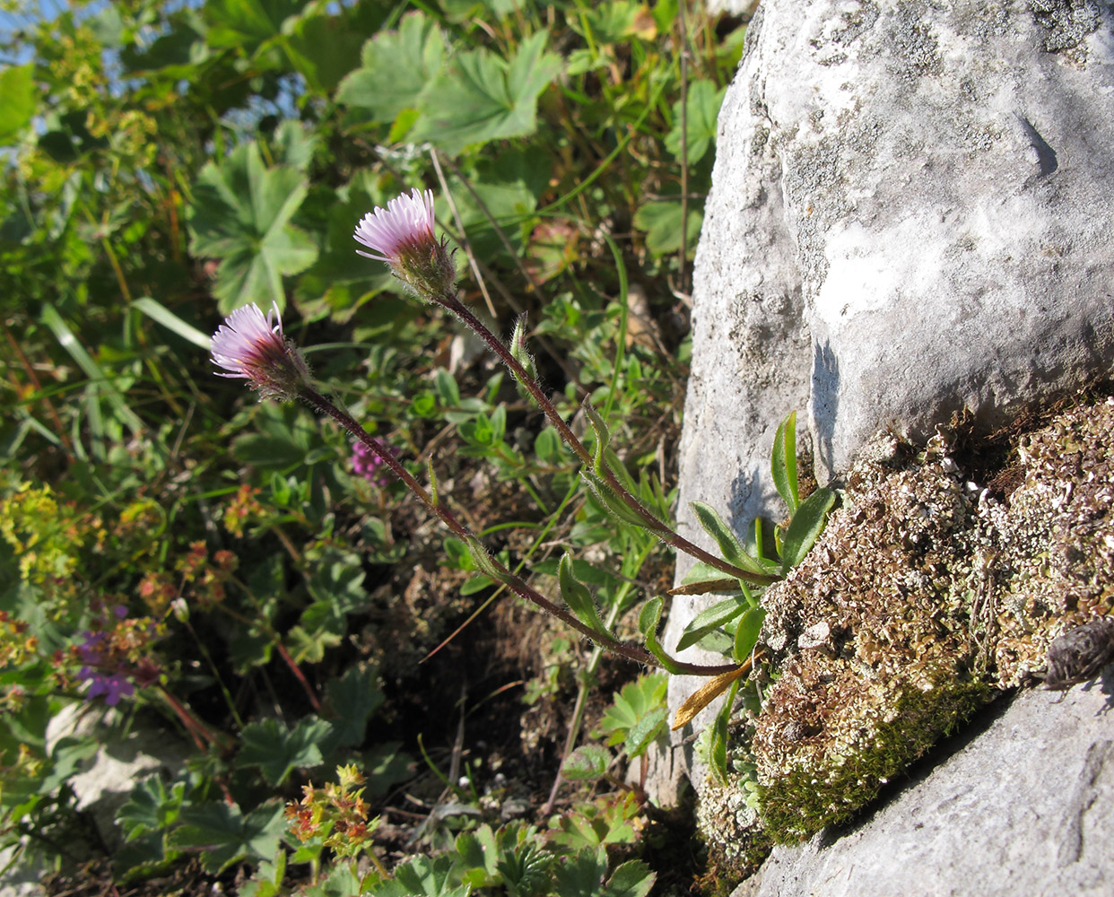 Image of Erigeron alpinus specimen.