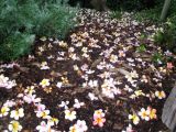 Plumeria rubra. Опавшие цветки. Австралия, г. Брисбен, ботанический сад. 12.12.2015.