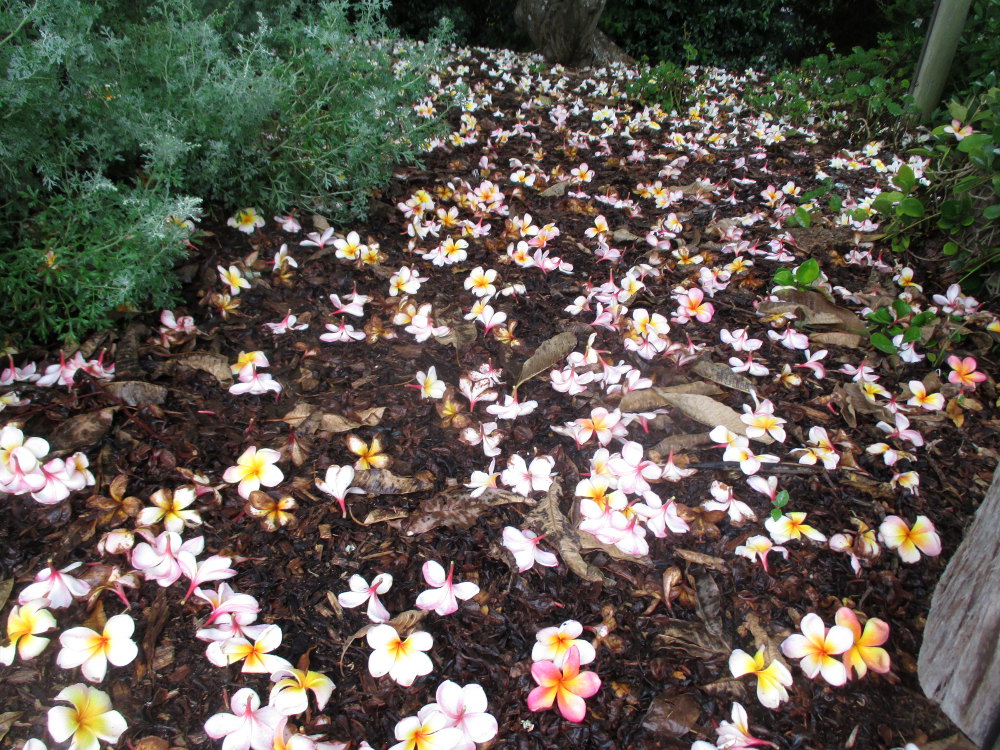 Изображение особи Plumeria rubra.