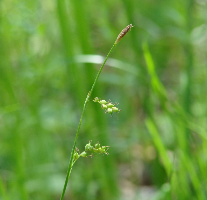 Изображение особи Carex falcata.