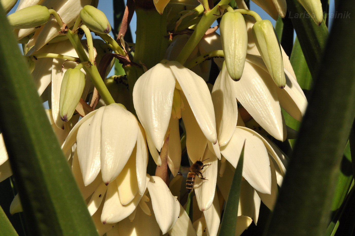 Изображение особи род Yucca.