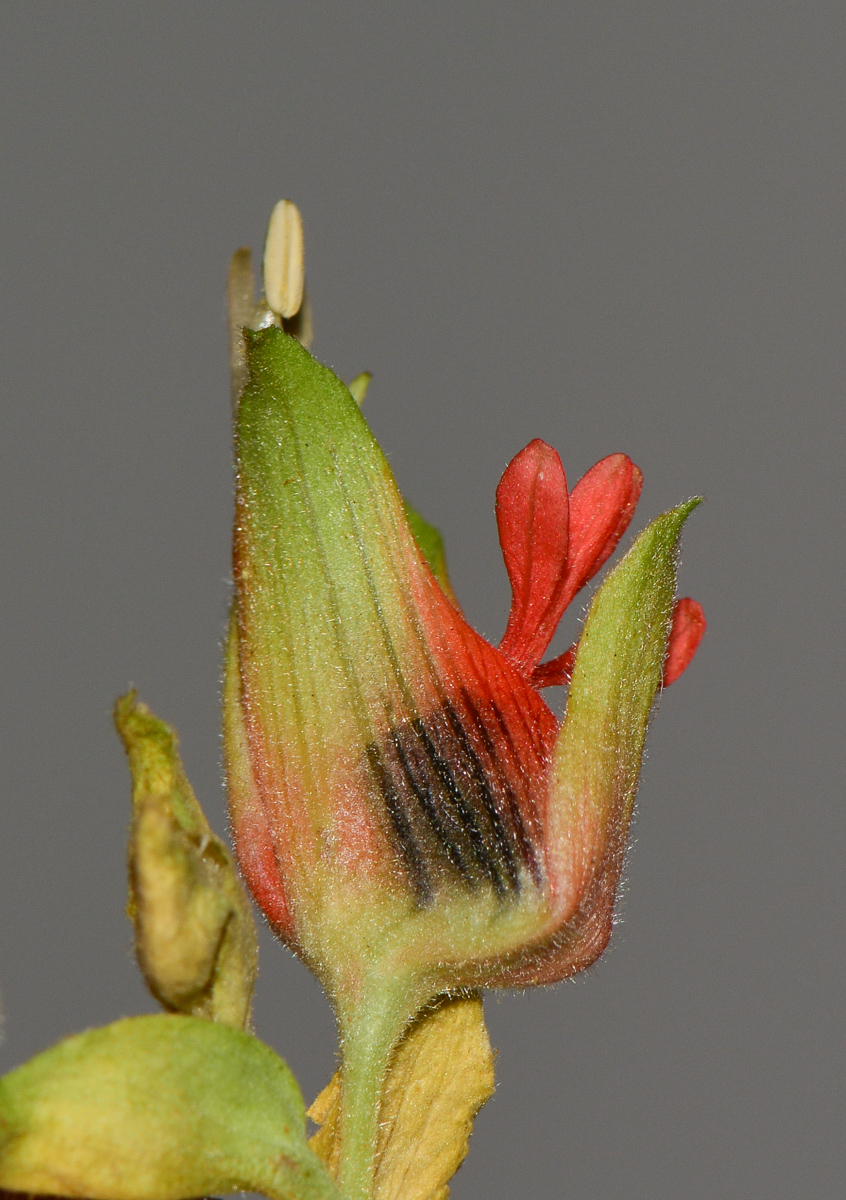 Image of Melianthus comosus specimen.