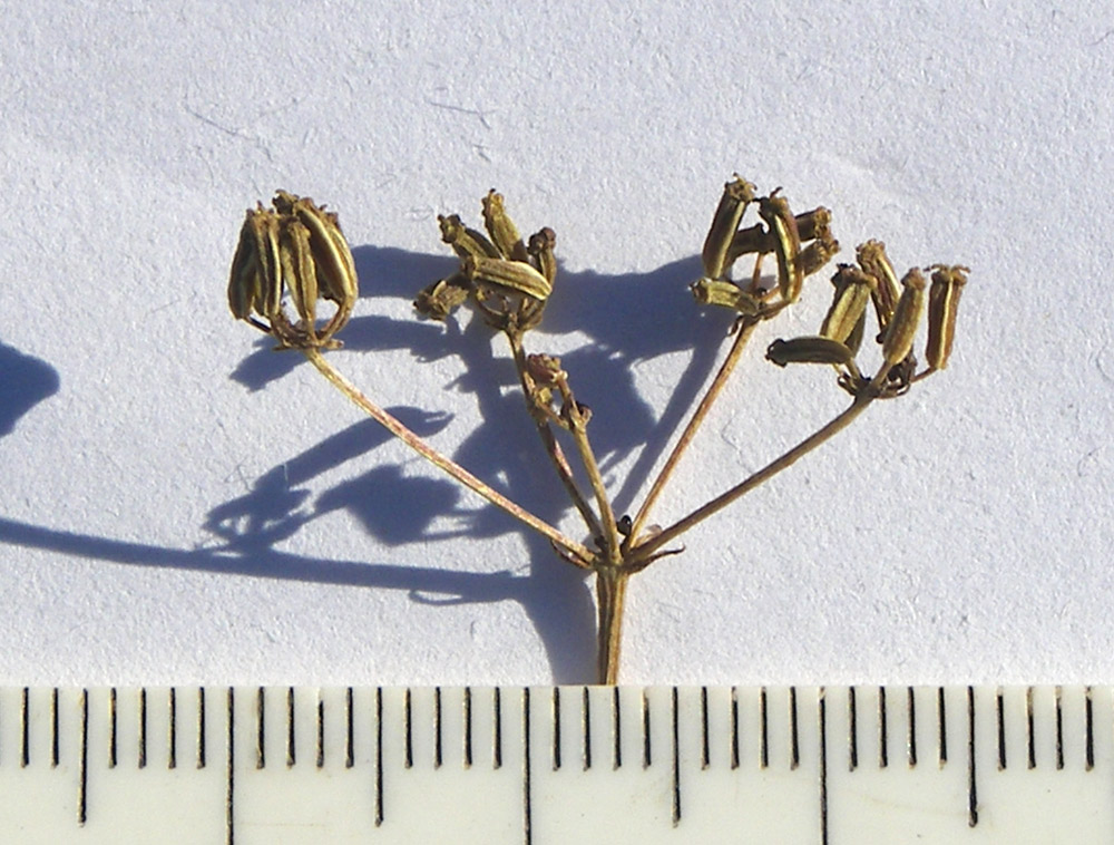 Image of Seseli peucedanoides specimen.