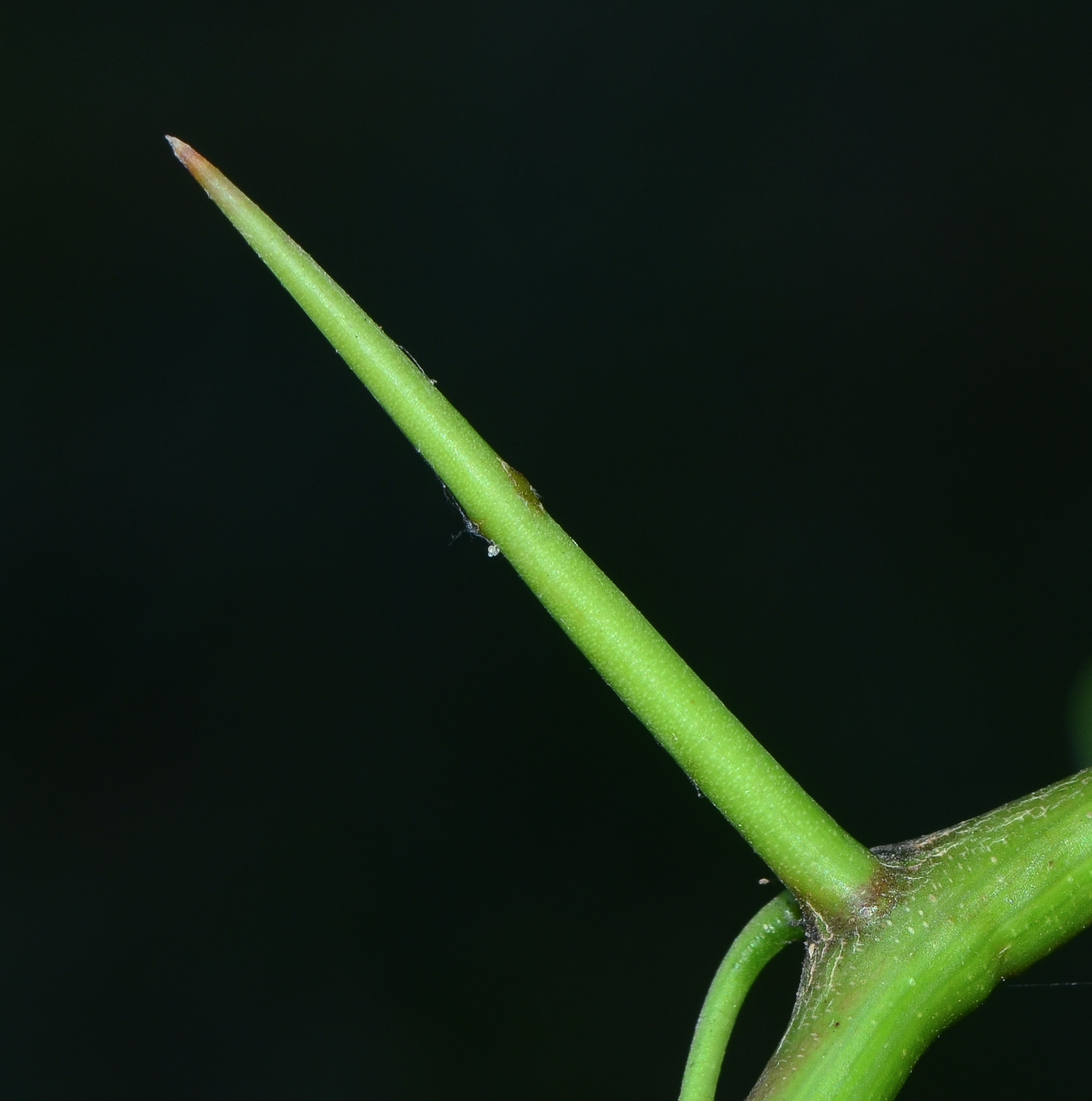 Изображение особи Prosopis juliflora.