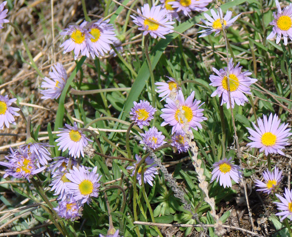 Image of Aster alpinus specimen.