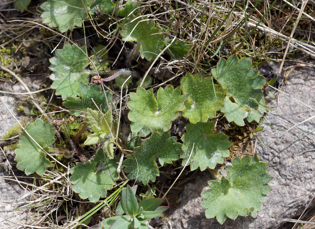 Image of Micranthes aestivalis specimen.