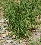 Dactylis glomerata. Нижняя часть цветущего растения. Восточный Казахстан, г. Усть-Каменогорск, правый берег р. Иртыш, обочина дороги вблизи здания. 31.05.2017.