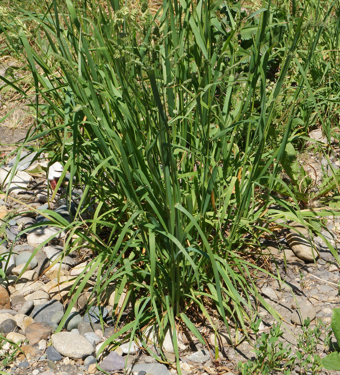 Image of Dactylis glomerata specimen.