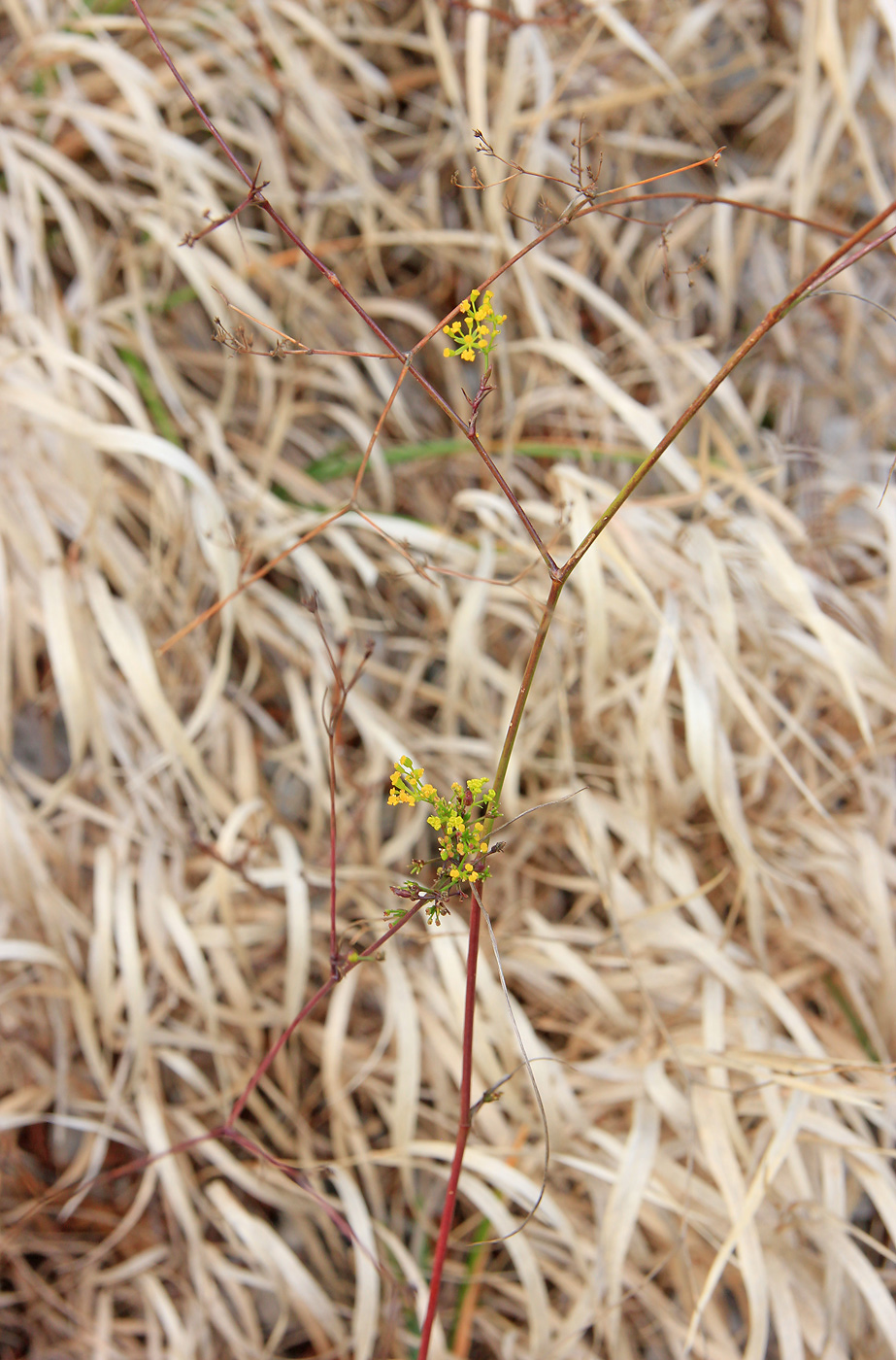 Изображение особи Bupleurum woronowii.