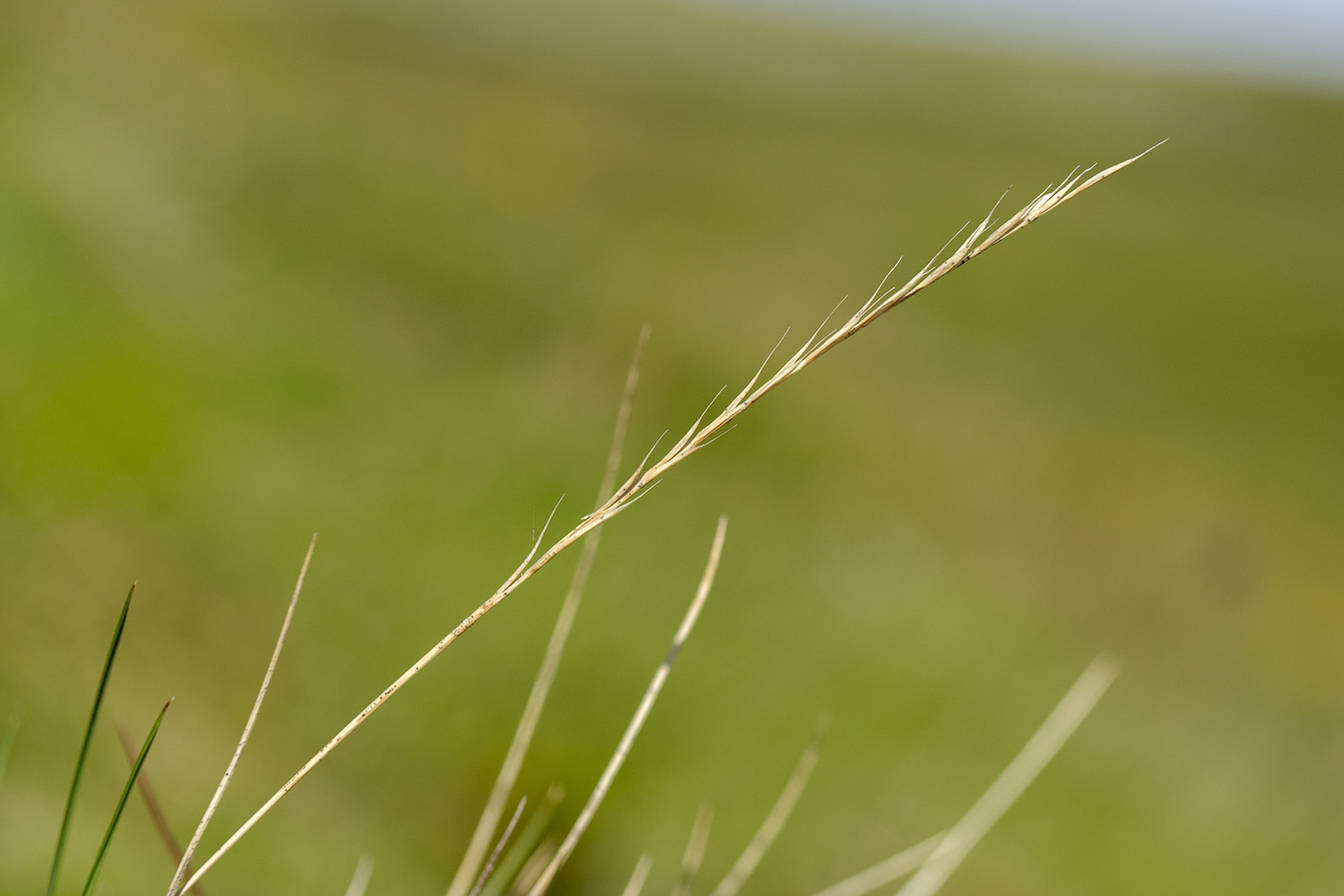 Image of Nardus stricta specimen.