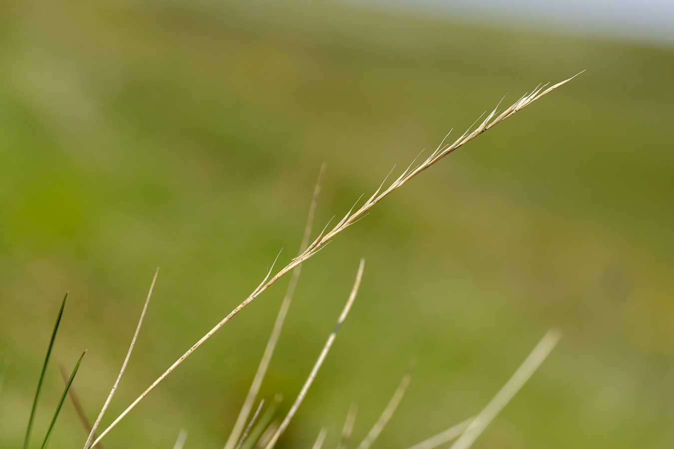 Изображение особи Nardus stricta.