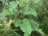 Arctium tomentosum. Нижняя часть растения. Свердловская обл., Североуральский городской округ, окр. пос. Крутой Лог, бывшая дер. Высотинка, поляна. 29.07.2017.