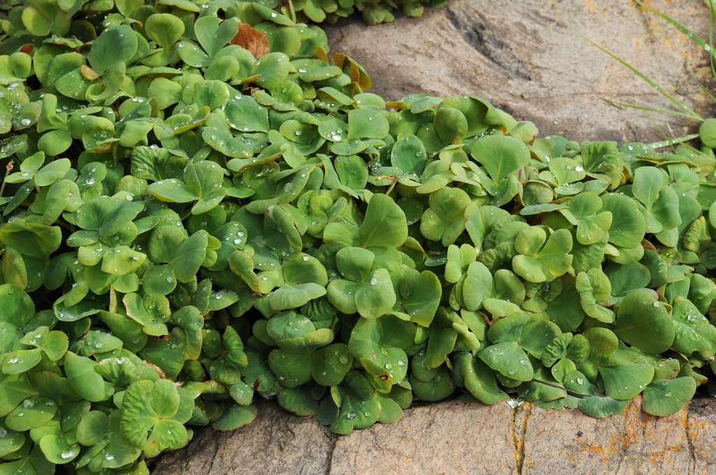 Изображение особи Oxalis purpurea.