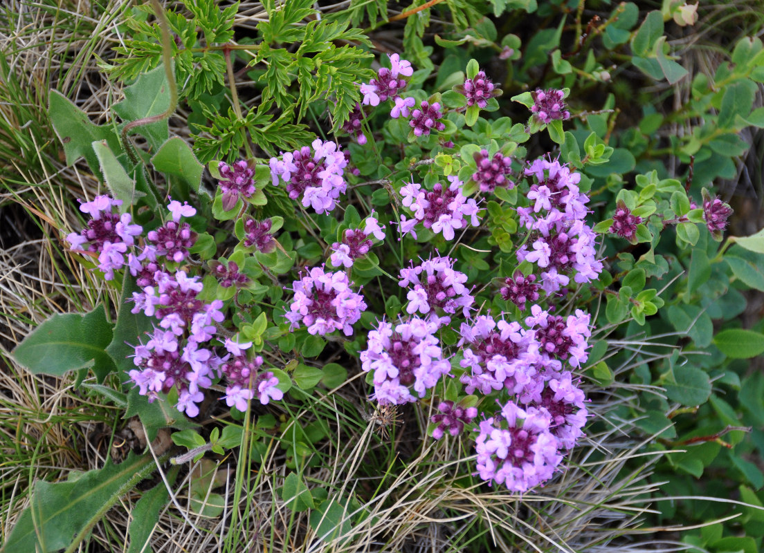 Изображение особи род Thymus.