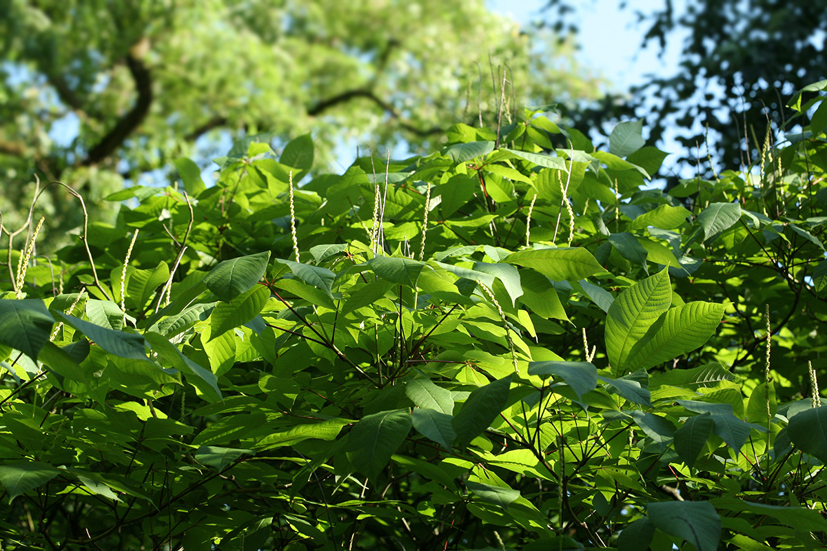 Image of Aesculus parviflora specimen.