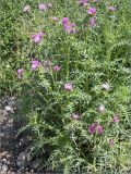 Galactites tomentosus