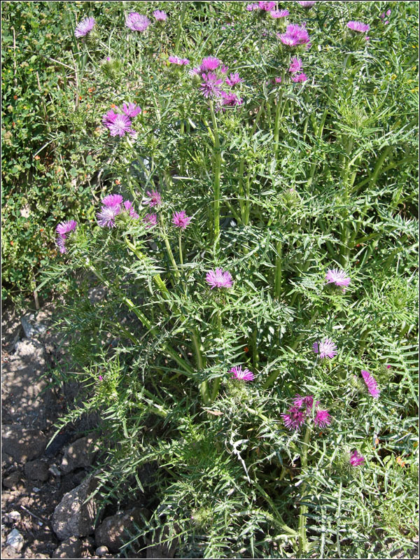 Изображение особи Galactites tomentosus.