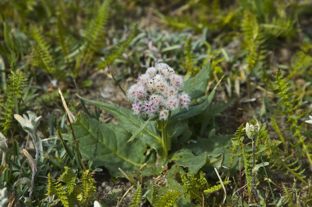 Изображение особи Saussurea pseudoalpina.