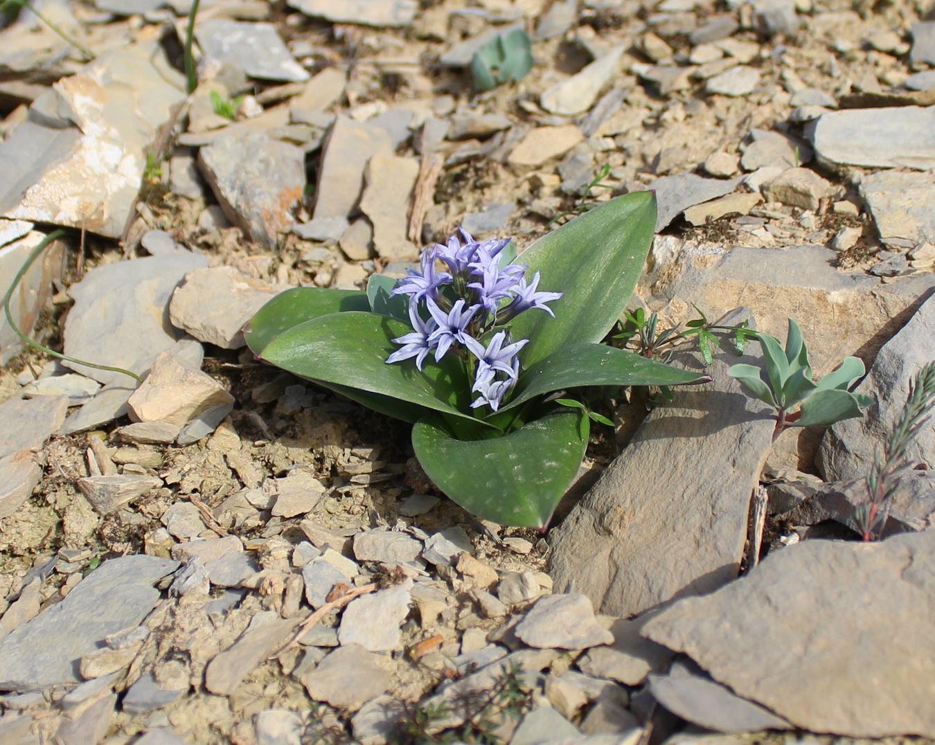 Image of Hyacinthella litwinowii specimen.