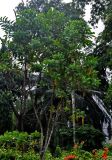 Lophanthera lactescens. Цветущее дерево. Малайзия, Куала-Лумпур, в культуре. 13.05.2017.