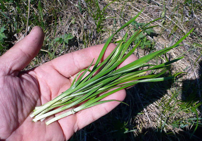 Image of Allium angulosum specimen.
