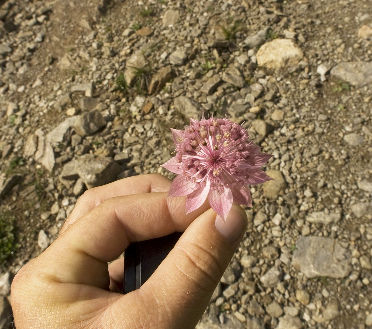 Image of Astrantia maxima specimen.
