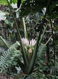 Colocasia gigantea. Средняя часть плодоносящего растения. Малайзия, остров Борнео, провинция Сабах, подножие горы Кинабалу, окр. экологического лагеря \"Lupa Masa\", влажный тропический лес. 20 февраля 2013 г.