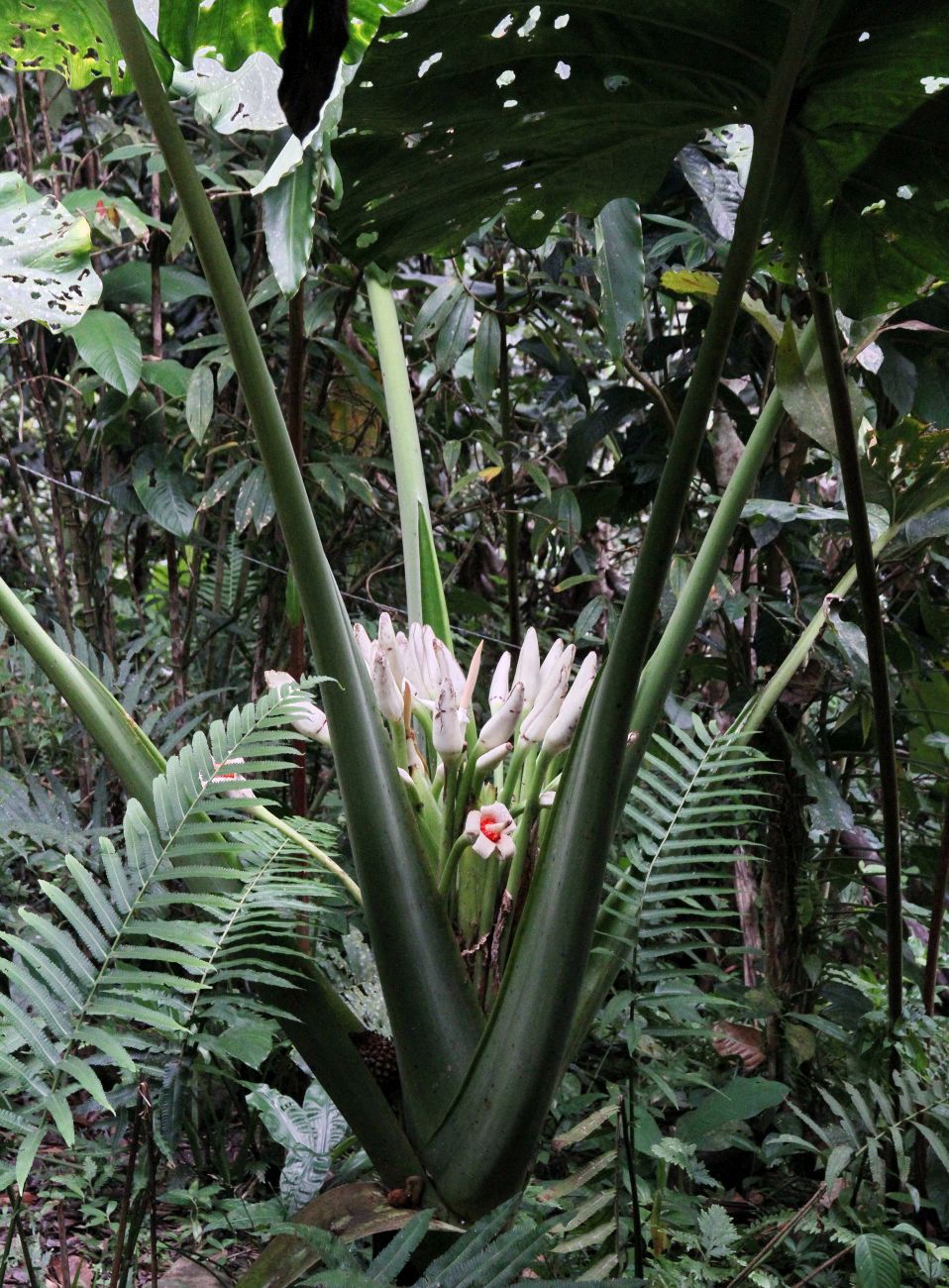 Image of Colocasia gigantea specimen.