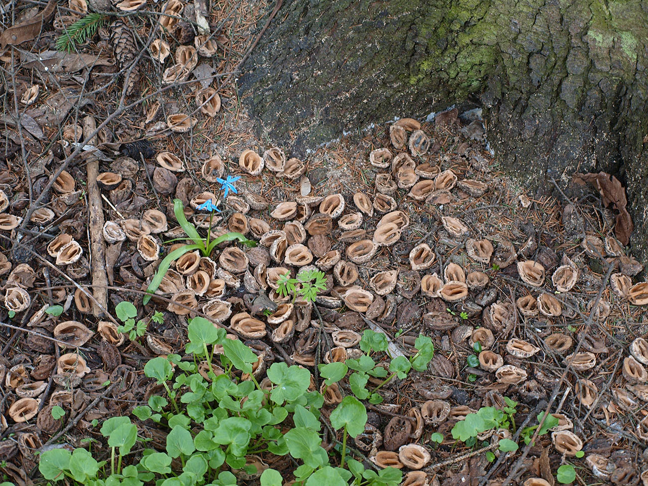 Изображение особи Juglans mandshurica.