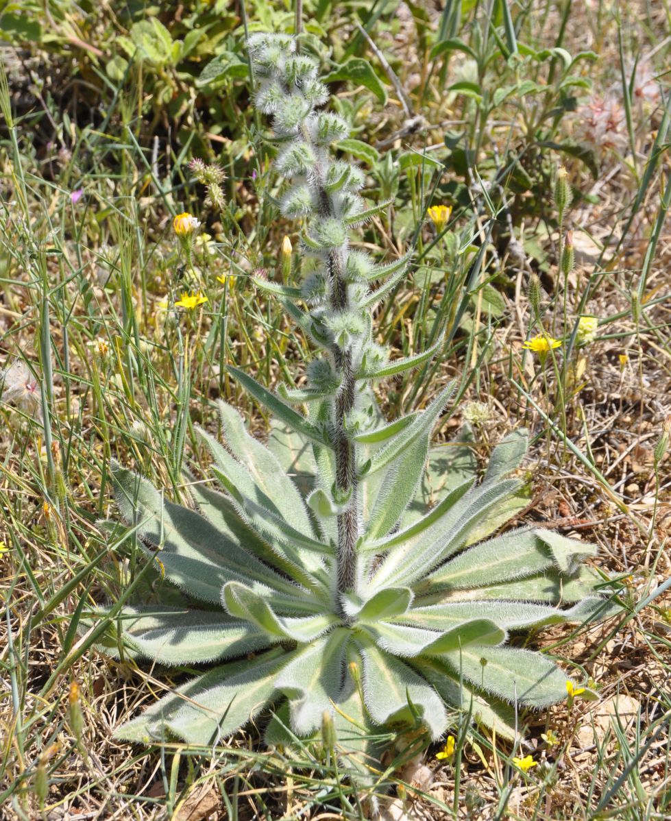 Image of Echium italicum specimen.
