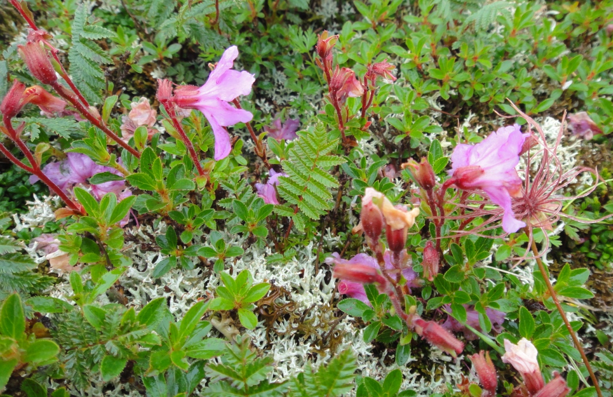 Изображение особи Rhododendron redowskianum.