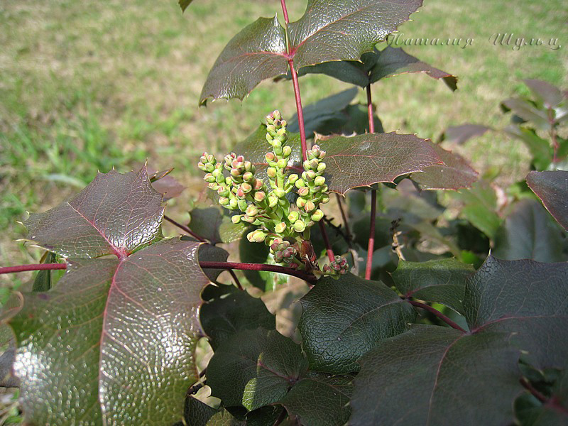 Image of Mahonia aquifolium specimen.