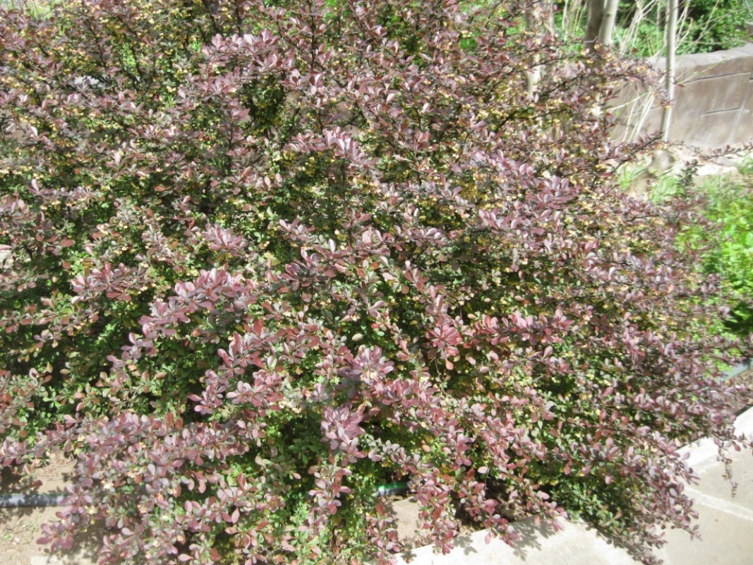 Изображение особи Berberis thunbergii.