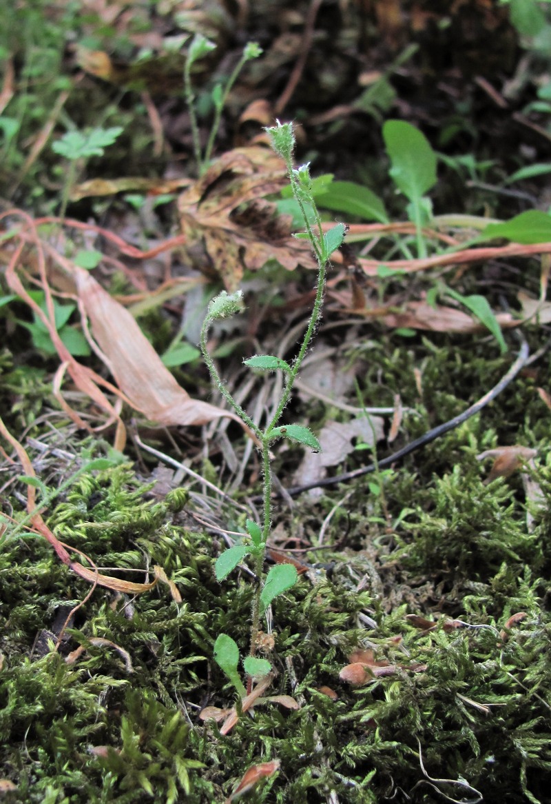 Изображение особи род Saxifraga.