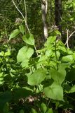 Lunaria rediviva